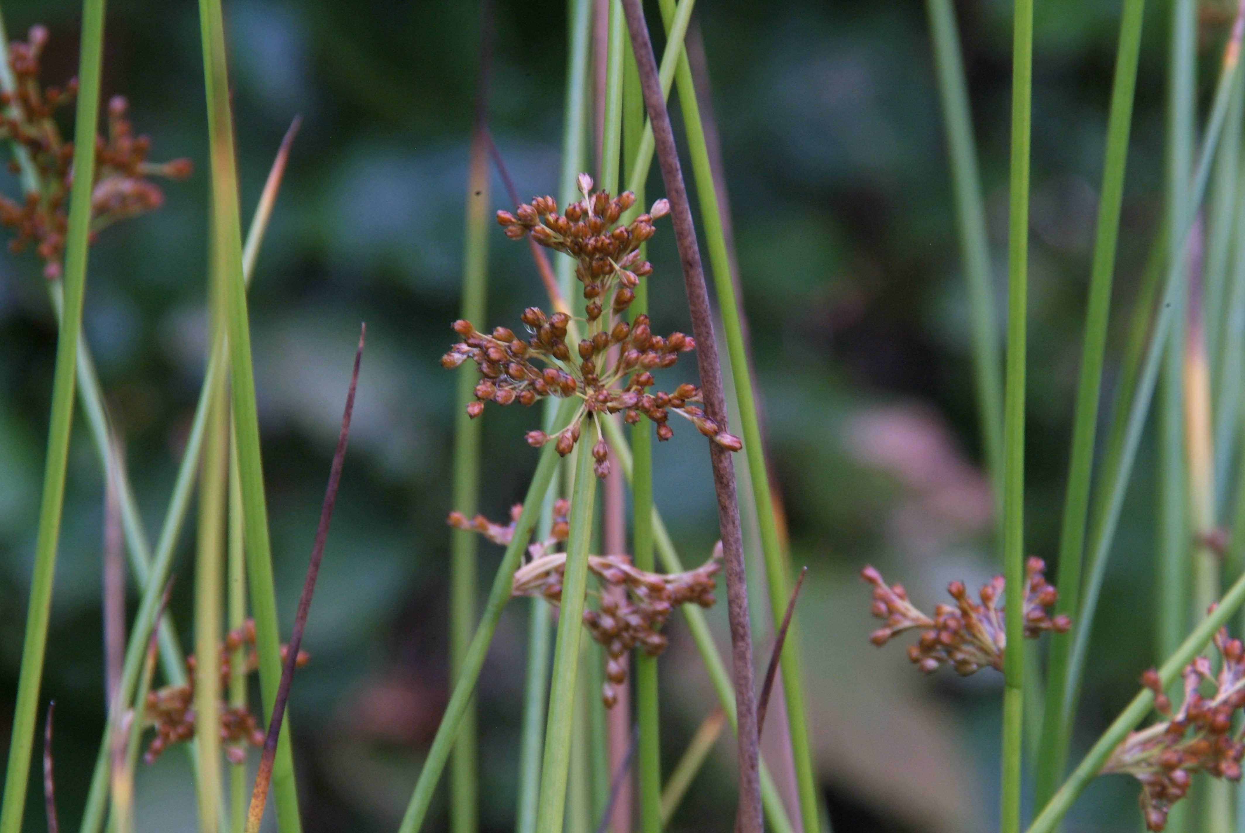 Juncus inflexusZeegroene rus bestellen